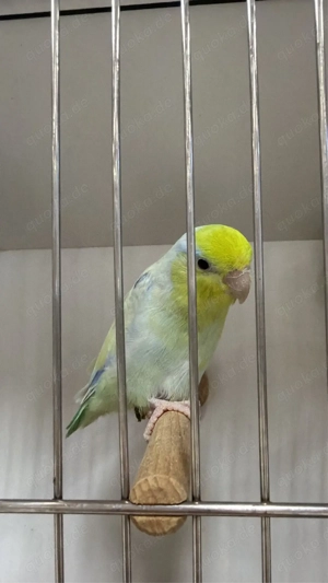 US-Sperlingspapageien   Zuchtpaare abzugeben