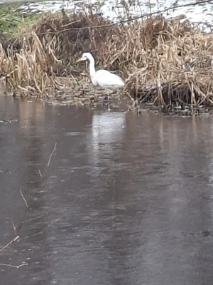 Freizeitgrundstück (Erholungsfläche) an der Osterau in Bad Bramstedt  Bild 10