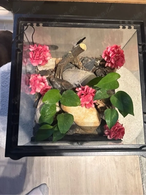 Exo Terra (Komplett Eingerichtet)