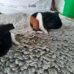 Sheltie Meerschweinchen  Bild 4