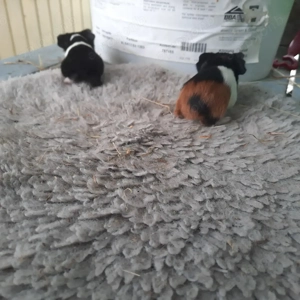 Sheltie Meerschweinchen  Bild 2