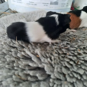 Sheltie Meerschweinchen  Bild 3