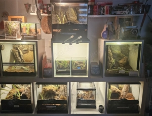 Vogelspinnen suchen Tierliebe Unterkunft. 11 Spiders 