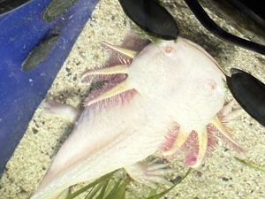 Zwei Axolotl in liebe Hände abzugeben 