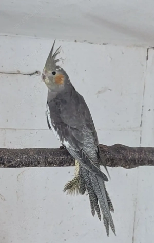 Junge Nymphensittiche 