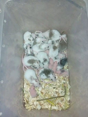 VZM   Vielzitzenmäuse abzugeben  Bild 3