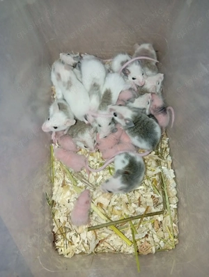 VZM   Vielzitzenmäuse abzugeben  Bild 4