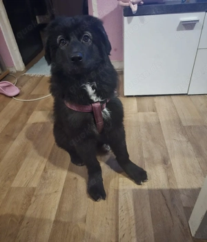 Bailey Welpen Mädchen       