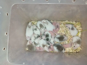 VZM   Vielzitzenmäuse abzugeben  Bild 2