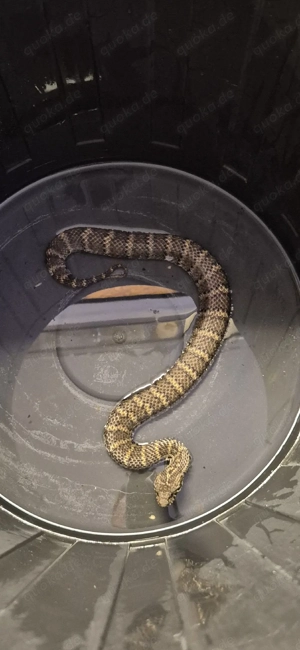 0.1 acanthophis rugosus 