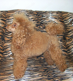 Toypudel Deckrüde erstklassig Bild 5