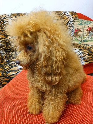 Toypudel Deckrüde erstklassig Bild 2