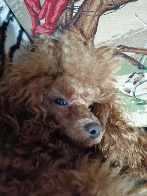 Toypudel Deckrüde erstklassig Bild 3