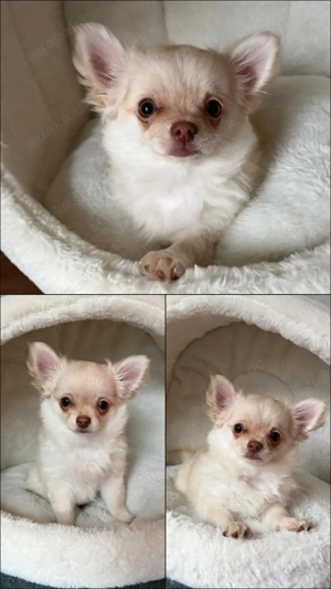 Letzter Chihuahua langhaar Rüde sucht absofort ein neues Zuhause.