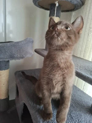    Letztes Schoko BKH-Mix Kitten sucht sein Für-Immer-Zuhause   Siegbach