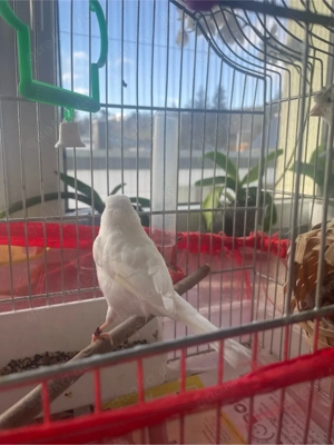 Weiße Rezessiv Kanarienvögel (Pärchen)