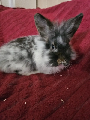 Junger Löwenköpfchen Rammler abzugeben 