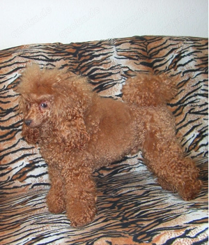 Toypudel Deckrüde erstklassig Bild 4