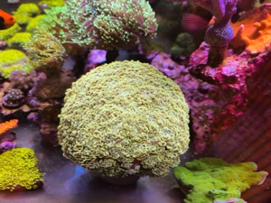Paraancora golden nugget und Montipora Superman