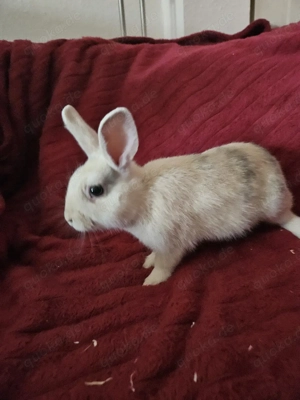 Junge Zwergkaninchen Dame  sucht Zuhause 