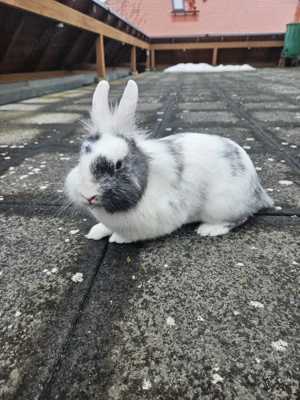 Löwenköpfchen Häsin abzugeben 