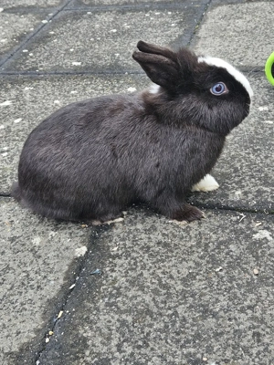 Zwerghäsin mit blauen Augen abzugeben 