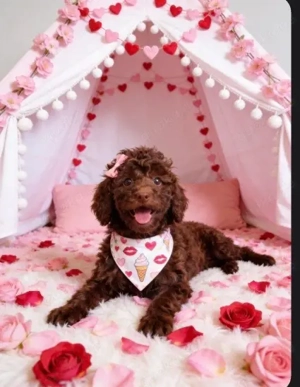 Süßes Schokoeis auf vier Pfoten: Bezaubernde Toy-Pudel Hündin in Choco sucht Herzensmenschen!     