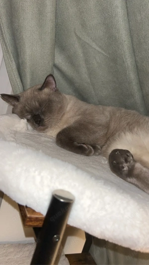 Deckkater BKH & Siam blue point 