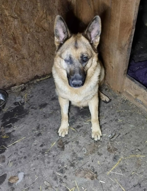 Schäferhündin Mira sucht ein Zuhause. 