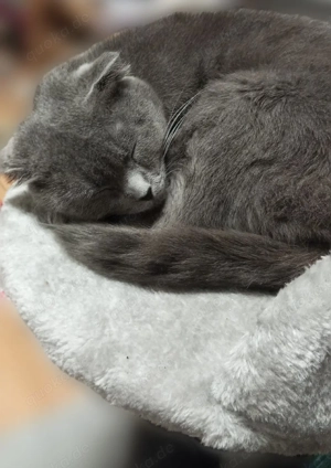 Katze weiblich 2J. sucht ein Zuhause