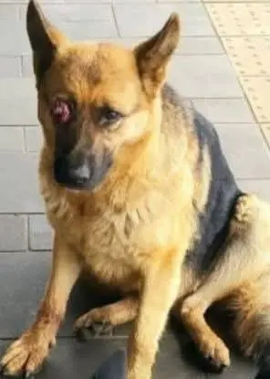 Schäferhündin Mira sucht ein Zuhause. 