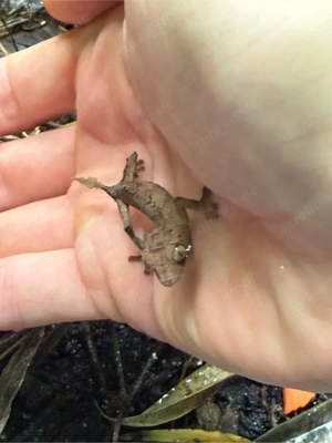 uroplatus ebenaui zur Abgabe