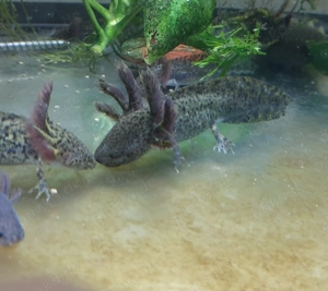 Axolotl-Jungtiere