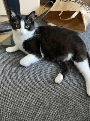 Millie weiblich und kastriert (Hauskatze)