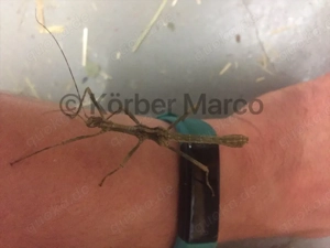 Marmor Dornschrecken (trachyaretaon Aurora)