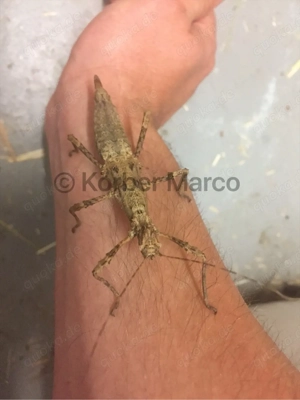 Marmor Dornschrecken (trachyaretaon Aurora)