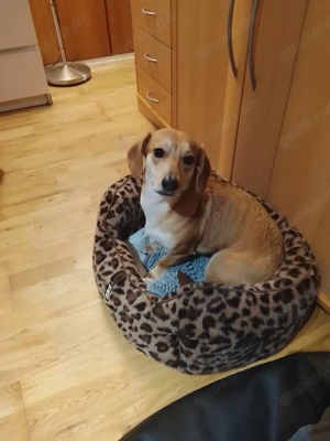 Dackel Mix Hündin abzugeben