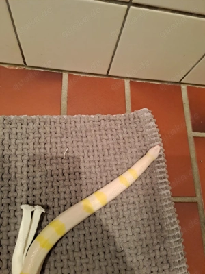 Lampropeltis hondurensis snow adult