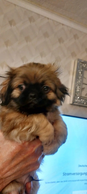 Mini Pekinese welpen
