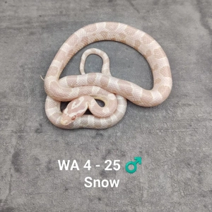 Kornnatter Snow NZ 25