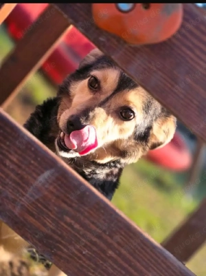 Elmo sucht sein für immer Zuhause