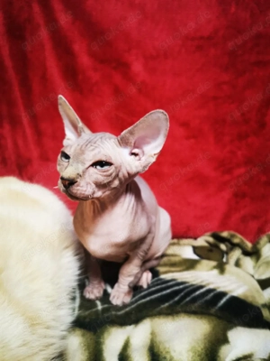 Canadische Sphinx Kater