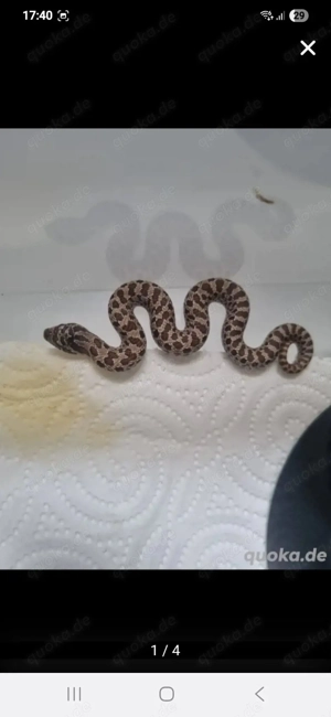 Hakennasennatter Jungtiere 