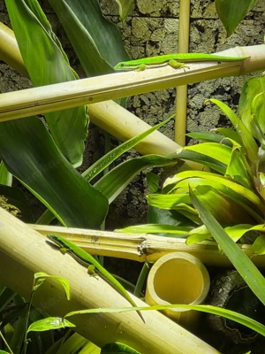 Phelsuma nigristriata, (1.1) Taggecko mit Terrarium