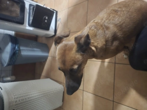 Hündin zu verschenken