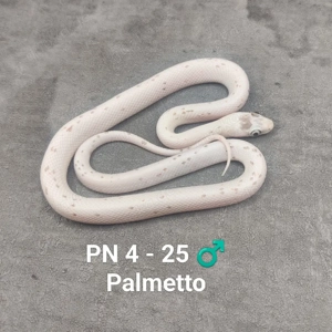 Kornnatter NZ 25 Palmetto, Wild het. Palmetto 