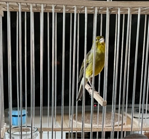 Prachtvoller Timbrado Kanarienvogel   Grün   Singt fleißig & Paarungsbereit