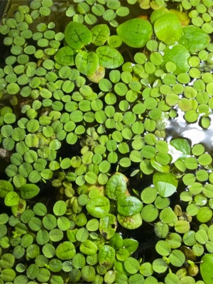 aquarium schwimmpflanzen salvinia 