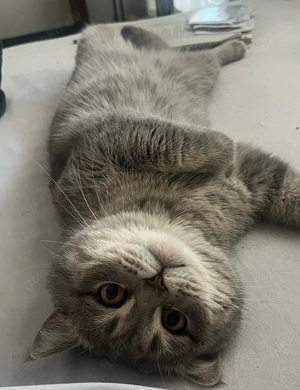 BKH Kater zur Paarung