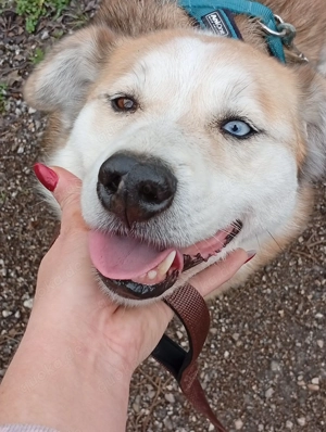 Honey (geb. ca. 2022) lebt im Tierheim in Bosnien und sucht ein Zuhause Bild 9